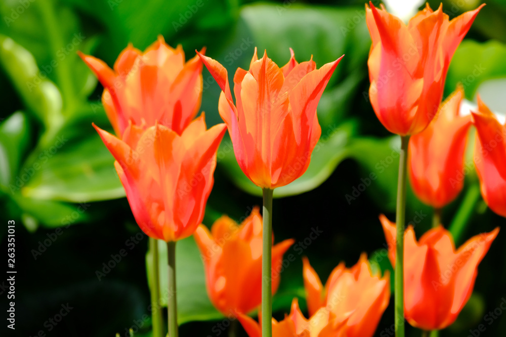 red tulips in the garden red tulips in the garden