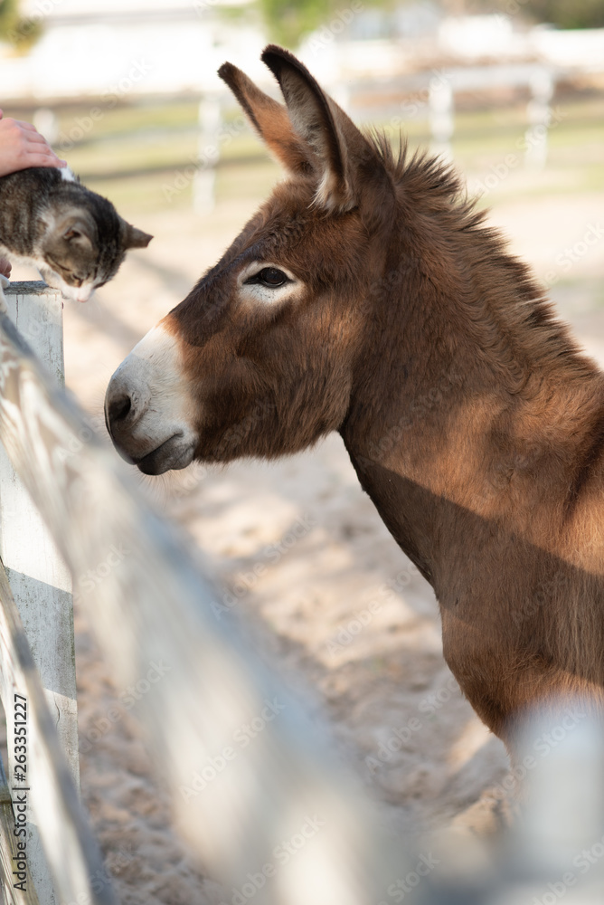 Fototapeta premium Donkey at Ranch