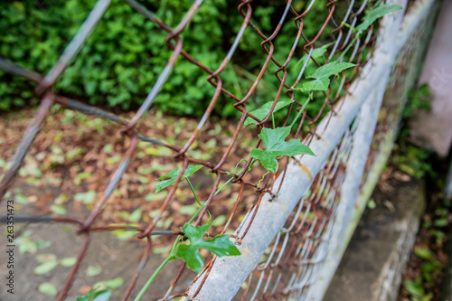 Gourd leaf on the fence