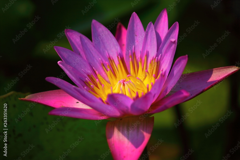 close up beautiful single blooming purple lotus