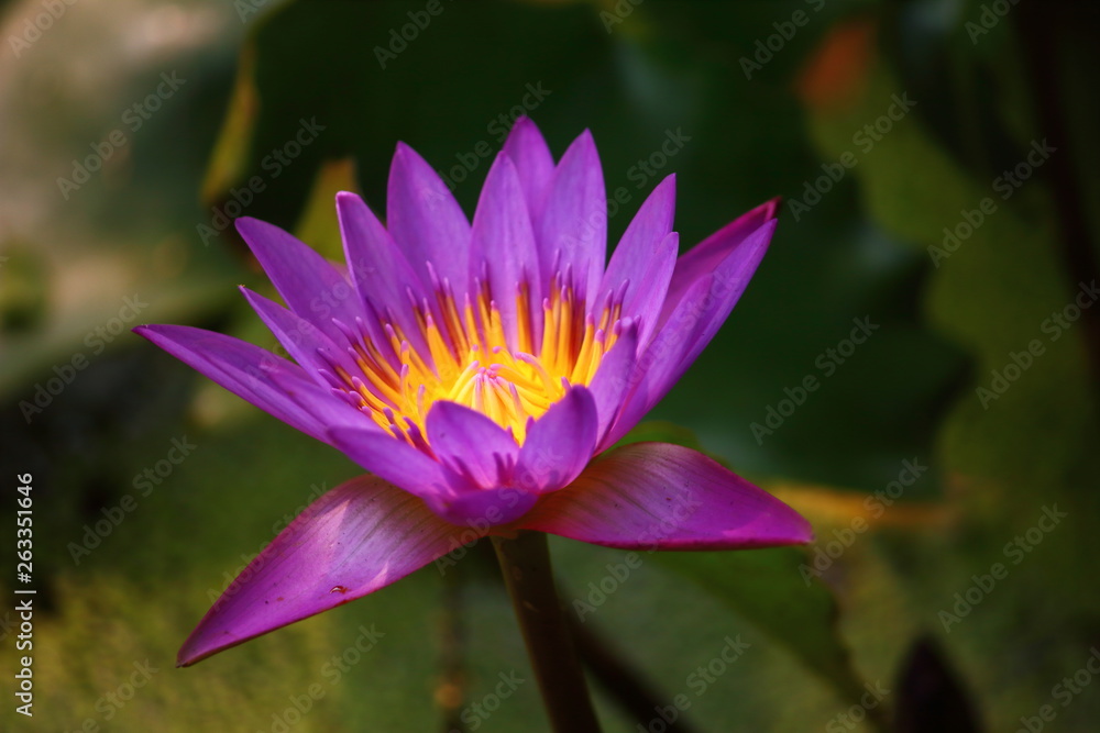 close up beautiful single blooming purple lotus close up beautiful single blooming purple lotus