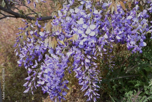 Japanese wisteria flowers