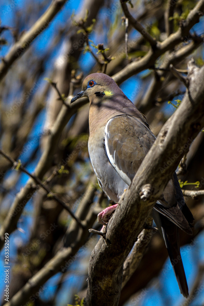 Fototapeta premium White-winged Dove in spring