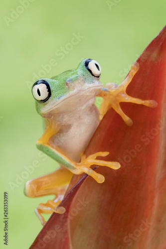 Cute Lemur Leaf Frog in Rainforest
