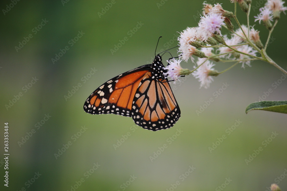 Fototapeta premium butterfly and flowers