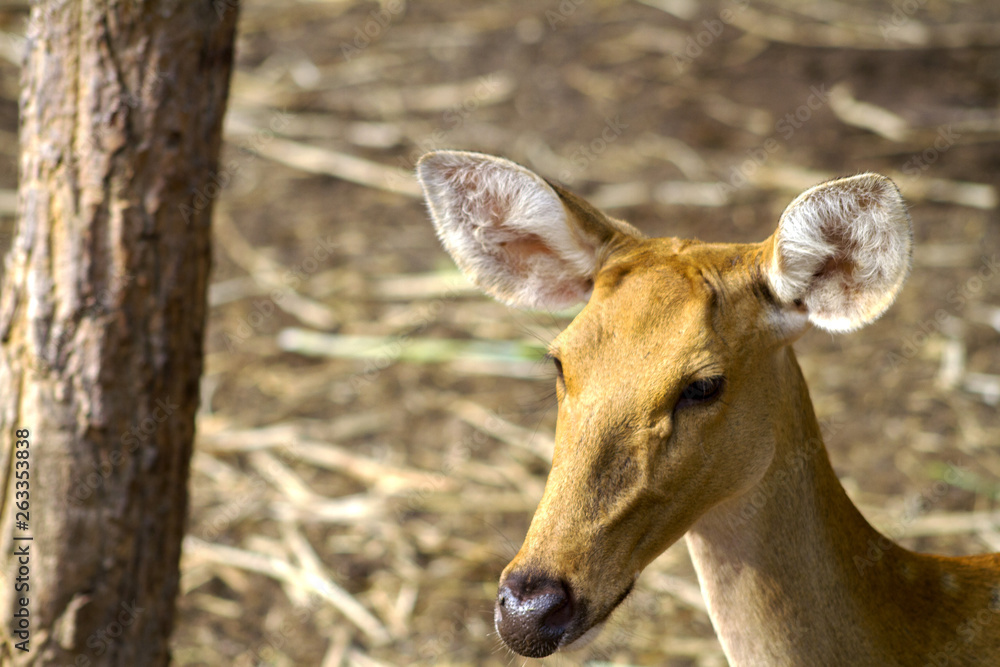 deer in the forest