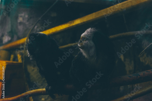 Bild auf Leinwand Titi Monkey