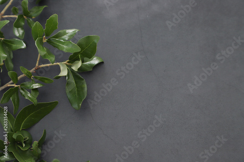 Beautiful single green bunch on the grey wall background, close up. Copy space