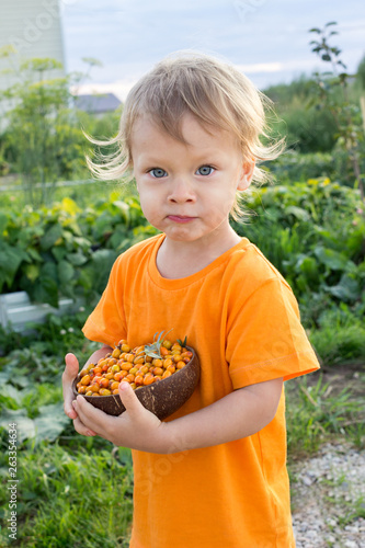 2 years old child eating fresh sea buckthorn berries outdoors in summer in countryside. Happy summer vacation in countryside concept