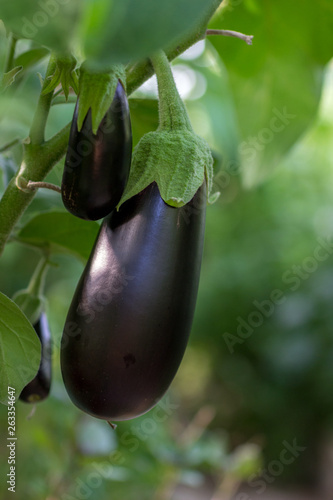 Growing eggplants in a greenhouse