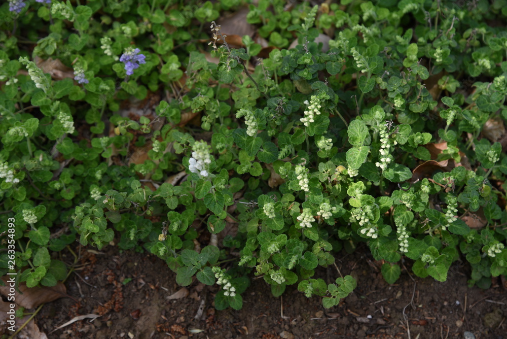 Skullcap flowers (Scutellaria indica) Skullcap flowers (Scutellaria indica)
