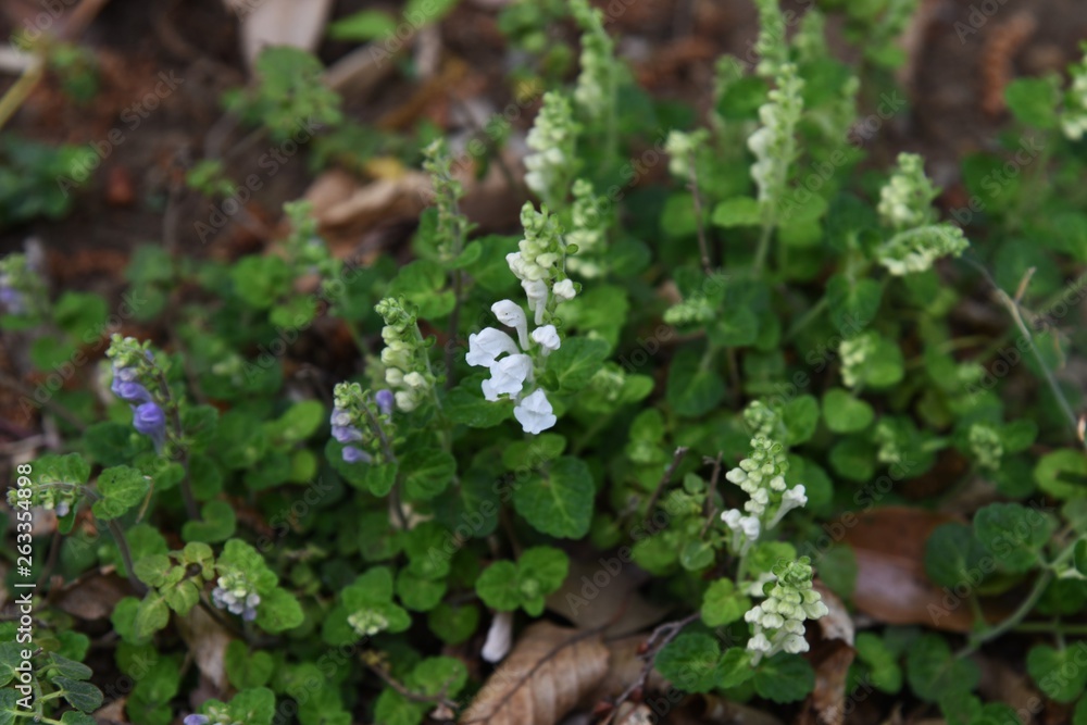 Skullcap flowers (Scutellaria indica) Skullcap flowers (Scutellaria indica)