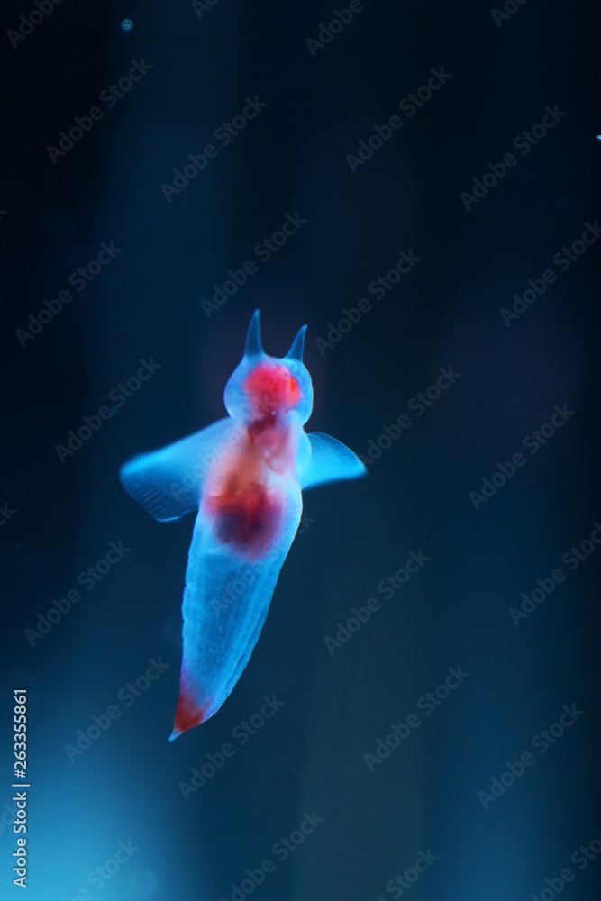 流氷の天使 クリオネ Stock Photo | Adobe Stock