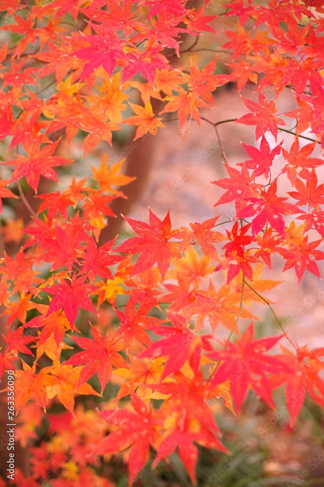 Maple leaves in autumn Maple leaves in autumn