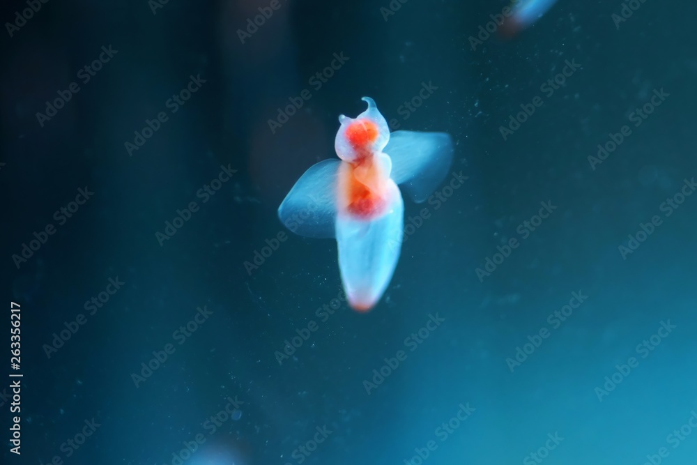 流氷の天使 クリオネ Stock 写真 | Adobe Stock