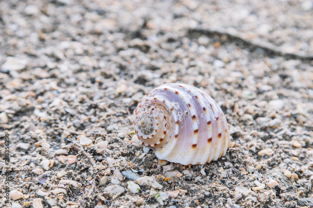 The sand on the seashore has crab bubbles and shells