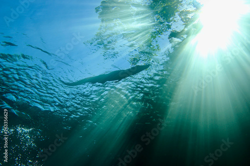 Underwater view of a young Crocodile. Scuba Diving with a Crocodile.