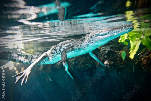 Underwater view of a young Crocodile. Scuba Diving with a Crocodile.
