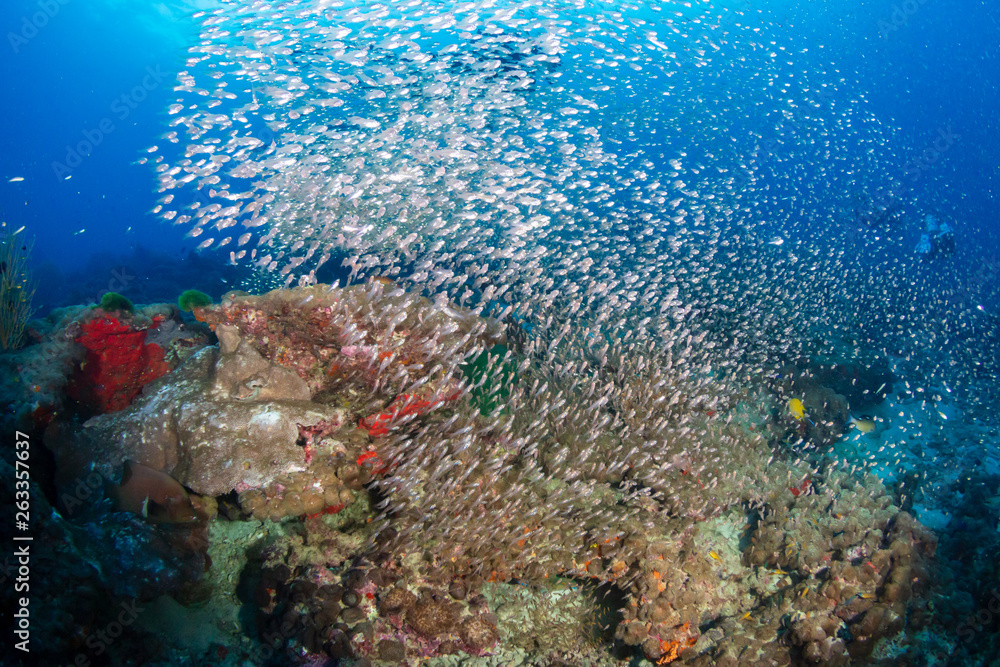 Fototapeta premium Beautiful hard corals on a tropical coral reef in Thailand's Similan Islands