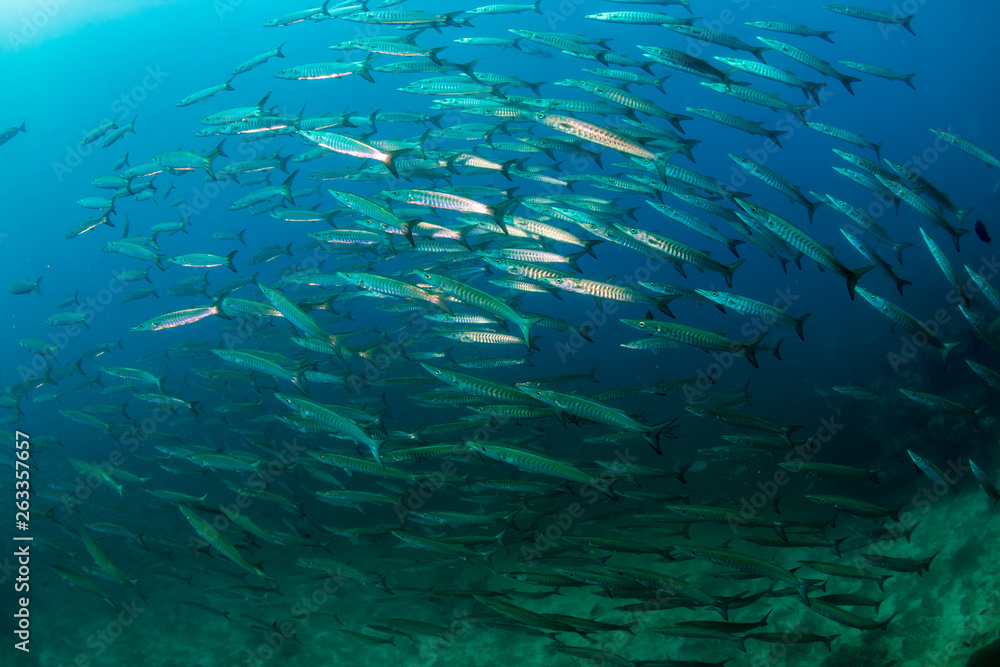 Fototapeta premium Schooling Barracuda on a tropical coral reef