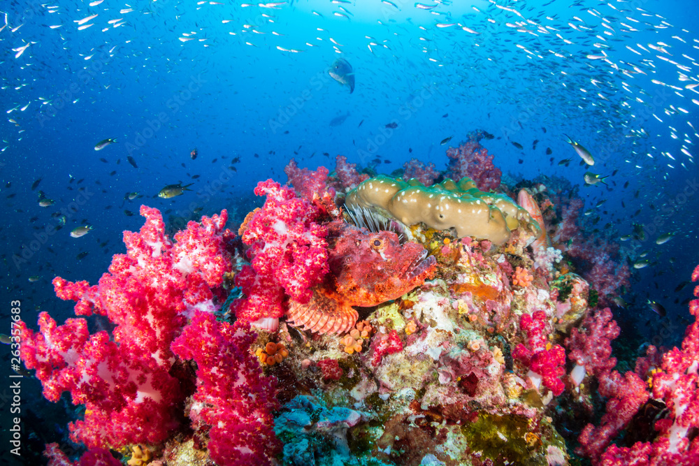 Obraz premium Well camouflaged Scorpionfish on a tropical coral reef