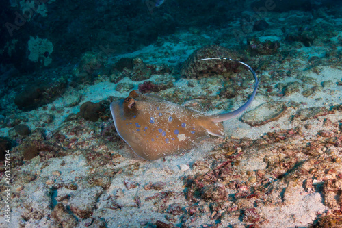 Kuhl s Stingray on a coral reef