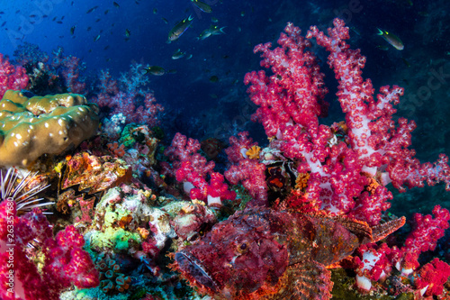 Well camouflaged Scorpionfish on a tropical coral reef