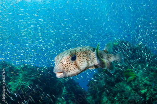 A curious Pufferfish / Porcupine fish on a tropical coral reef