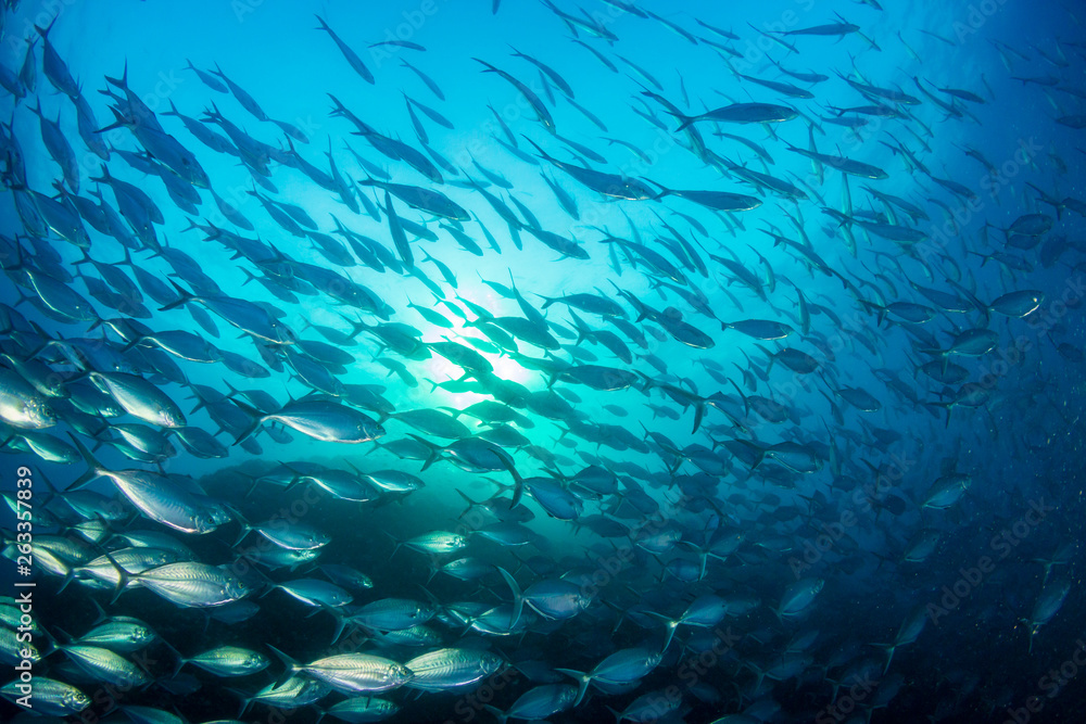 Fototapeta Duża szkoła drapieżnych waleni na niebieskim oceanie nad tropikalną rafą koralową