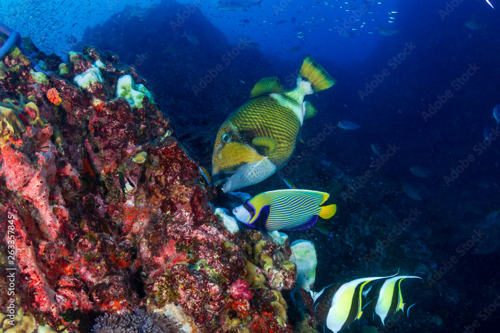Large Titan Triggerfish feeding on a tropical coral reef Large Titan Triggerfish feeding on a tropical coral reef
