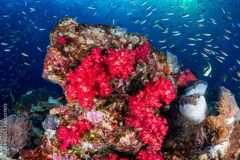 Fototapeta premium A beautiful, colorful tropical coral reef system in asia