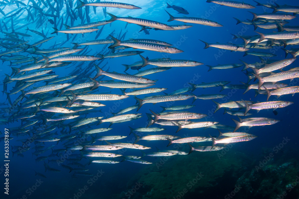 A swirling tornado of schooling Barracuda in a blue water tropical ocean A swirling tornado of schooling Barracuda in a blue water tropical ocean