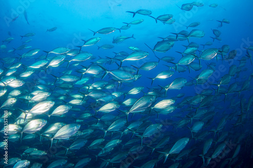 Schooling Trevally and Jacks in the ocean above Richelieu Rock, Thailand