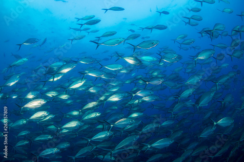 A large school of predatory Jacks in a blue ocean above a tropical coral reef