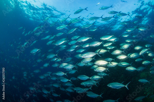 Duża szkoła drapieżnych waleni na niebieskim oceanie nad tropikalną rafą koralową