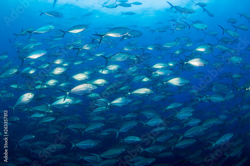 Schooling Trevally and Jacks in the ocean above Richelieu Rock, Thailand
