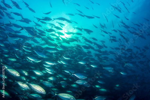 Duża szkoła drapieżnych waleni na niebieskim oceanie nad tropikalną rafą koralową