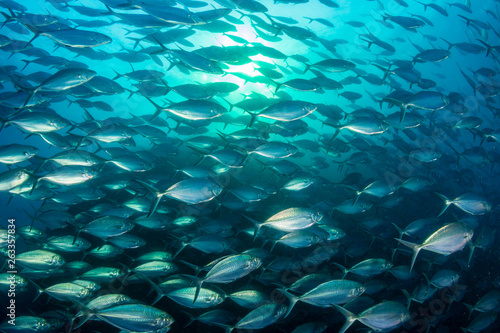 A large school of predatory Jacks in a blue ocean above a tropical coral reef © whitcomberd