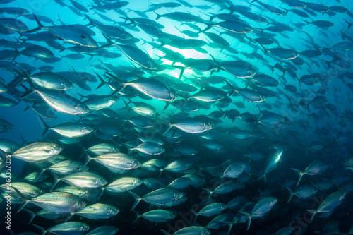 Schooling Trevally and Jacks in the ocean above Richelieu Rock, Thailand
