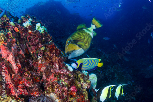 Large Titan Triggerfish feeding on a tropical coral reef © whitcomberd