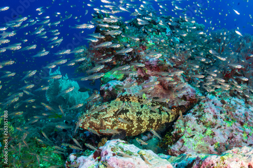 Large Malabar Grouper on Koh Tachai Island, Thailand