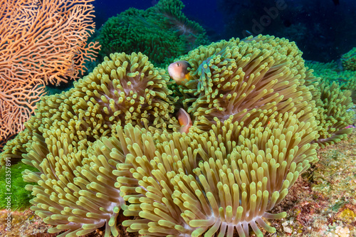 Pink Skunk Clownfish on a tropical coral reef
