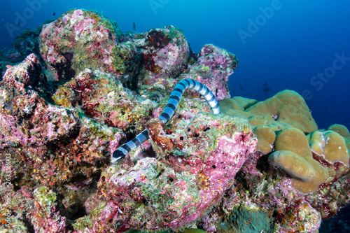A Banded Seasnake (Sea Krait) on a tropical coral reef in Thailand