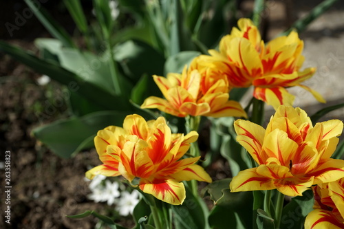 yellow tulips in the garden © ayuk1