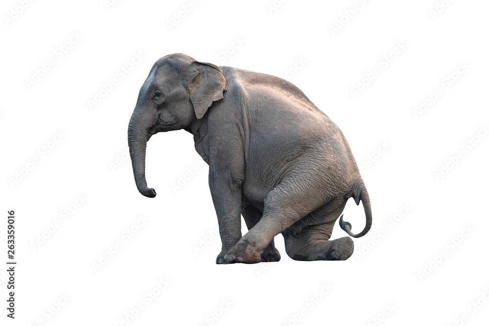 Asian elephant isolated on white background (female)