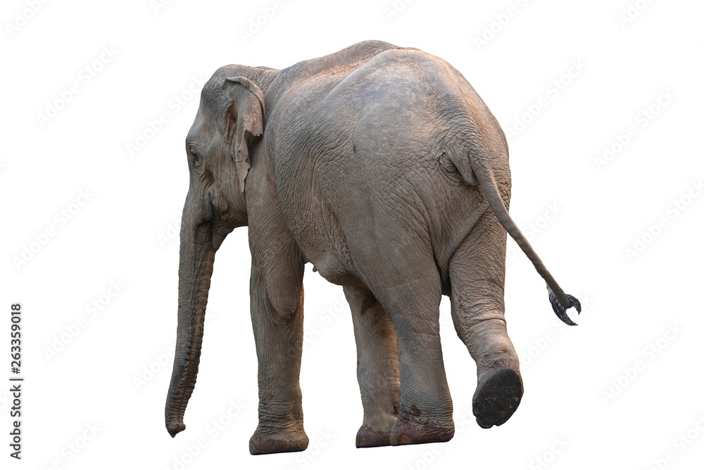 Obraz premium Asian elephant isolated on white background (female)