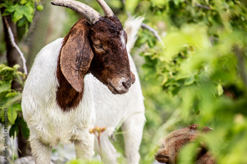 wild white and brown goat in the field