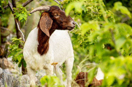 wild white and brown goat in the field