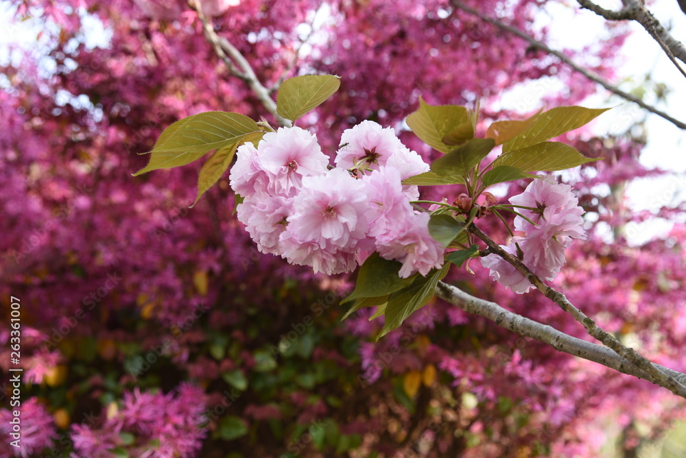 Double cherry blossoms are in full bloom. Double cherry blossoms are in full bloom.