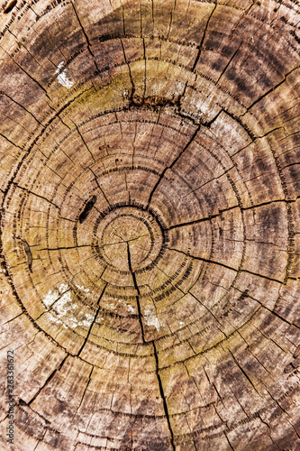 Circular tree rings from chopped tree in natural forest.